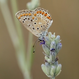 Photographie n°507194 du taxon Lavandula latifolia Medik.