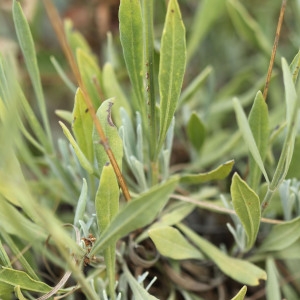 Photographie n°507412 du taxon Lavandula latifolia Medik.