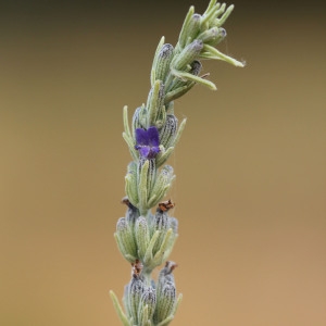 Photographie n°507588 du taxon Lavandula latifolia Medik.