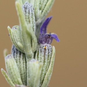  - Lavandula latifolia Medik.