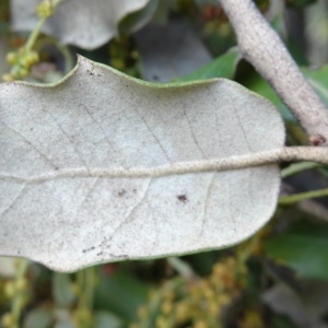 Photographie n°508384 du taxon Quercus ilex subsp. ilex