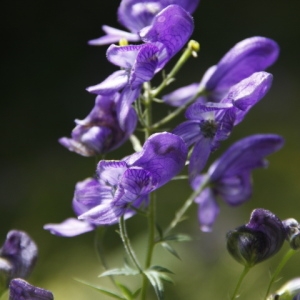 Photographie n°518849 du taxon Aconitum napellus subsp. napellus