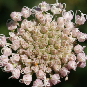 Angelica apiifolia Sennen (Angélique des bois)