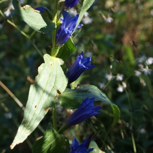 Photographie n°526986 du taxon Gentiana asclepiadea L. [1753]