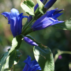 Photographie n°526990 du taxon Gentiana asclepiadea L. [1753]