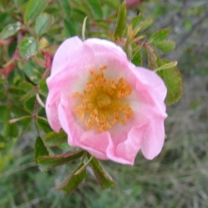 Photographie n°528091 du taxon Rosa rubiginosa L. [1771]