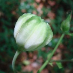 Photographie n°529402 du taxon Lilium martagon L. [1753]