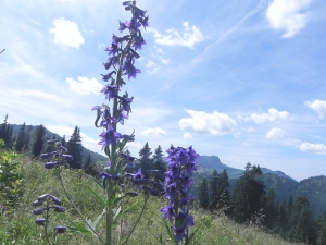 Yves COURTIEU, le 13 juillet 2015 (Châtel (Les Combes, ruisseau de Blattin))