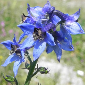  - Delphinium elatum subsp. helveticum Pawl. [1934]