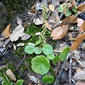 Photographie n°532235 du taxon Umbilicus rupestris (Salisb.) Dandy