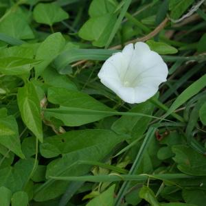 Photographie n°532654 du taxon Convolvulus sepium L.