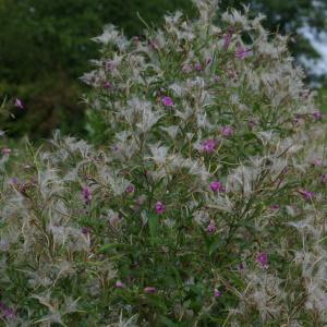 Photographie n°532656 du taxon Epilobium hirsutum L. [1753]