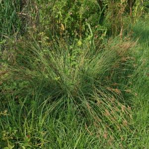 Photographie n°532663 du taxon Juncus inflexus L. [1753]