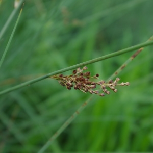 Photographie n°532664 du taxon Juncus inflexus L. [1753]