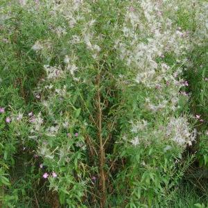 Photographie n°532782 du taxon Epilobium hirsutum L. [1753]