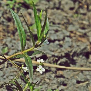 Photographie n°533329 du taxon Veronica scutellata L. [1753]