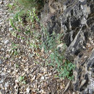 Nepeta nepetella L. subsp. nepetella (Népéta à feuilles lancéolées)