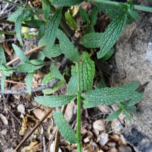 Photographie n°533337 du taxon Nepeta nepetella subsp. nepetella