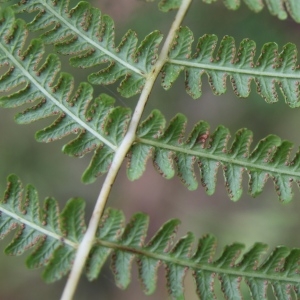 Photographie n°533984 du taxon Oreopteris limbosperma (Bellardi ex All.) Holub [1969]