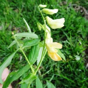 Photographie n°533988 du taxon Lathyrus ochraceus subsp. ochraceus