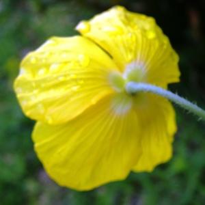 Photographie n°533991 du taxon Meconopsis cambrica (L.) Vig.