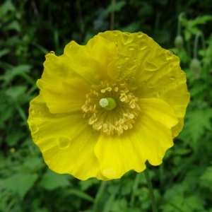 Photographie n°533994 du taxon Meconopsis cambrica (L.) Vig.