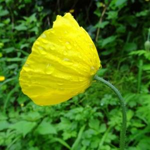 Photographie n°533995 du taxon Meconopsis cambrica (L.) Vig.