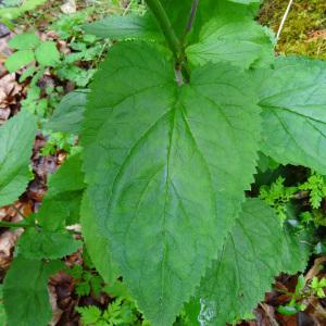 Photographie n°533998 du taxon Scrophularia alpestris J.Gay ex Benth. [1846]