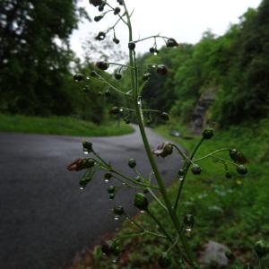 Photographie n°533999 du taxon Scrophularia alpestris J.Gay ex Benth. [1846]