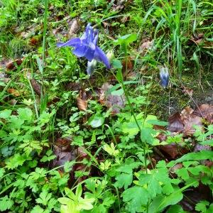 Photographie n°534000 du taxon Aquilegia vulgaris subsp. vulgaris