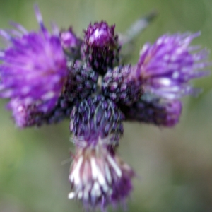 Photographie n°536301 du taxon Cirsium palustre (L.) Scop. [1772]