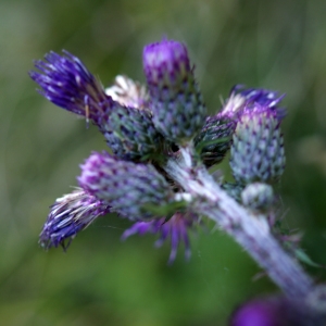 Photographie n°536302 du taxon Cirsium palustre (L.) Scop. [1772]