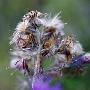 Photographie n°536338 du taxon Cirsium palustre (L.) Scop. [1772]