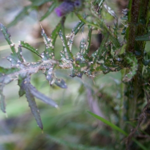 Photographie n°536446 du taxon Cirsium palustre (L.) Scop. [1772]