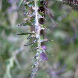 Photographie n°536477 du taxon Cirsium palustre (L.) Scop. [1772]