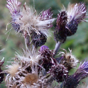 Photographie n°536656 du taxon Cirsium palustre (L.) Scop. [1772]