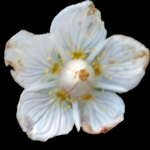 Photographie n°539772 du taxon Parnassia palustris L. [1753]