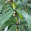  Liliane Roubaudi - Polygonatum verticillatum (L.) All. [1785]