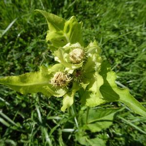 Photographie n°542638 du taxon Cirsium oleraceum (L.) Scop. [1769]