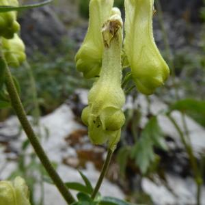 Photographie n°542698 du taxon Aconitum vulparia Rchb. [1819]