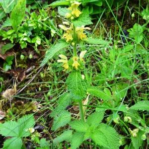 Photographie n°544160 du taxon Lamium galeobdolon subsp. montanum (Pers.) Hayek [1929]