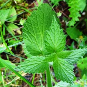 Photographie n°544166 du taxon Lamium galeobdolon subsp. montanum (Pers.) Hayek [1929]