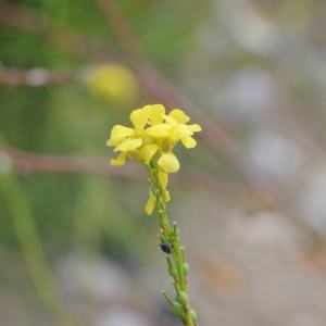 Photographie n°544175 du taxon Rapistrum rugosum (L.) All. [1785]