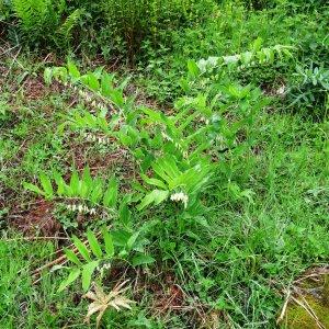 Photographie n°544690 du taxon Polygonatum multiflorum (L.) All. [1785]