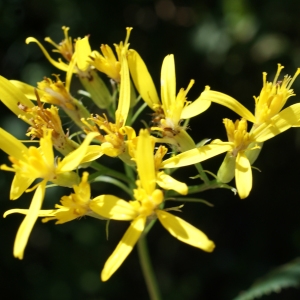 Photographie n°548332 du taxon Senecio ovatus (P.Gaertn., B.Mey. & Scherb.) Willd. [1803]