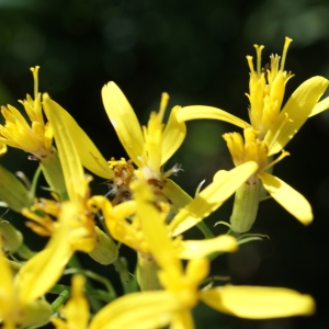 Photographie n°548334 du taxon Senecio ovatus (P.Gaertn., B.Mey. & Scherb.) Willd. [1803]