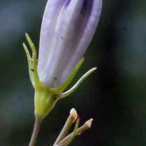  - Campanula rotundifolia L. [1753]