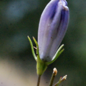  - Campanula rotundifolia L. [1753]