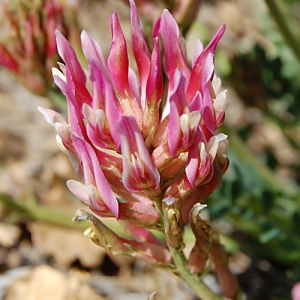  - Astragalus monspessulanus subsp. monspessulanus 