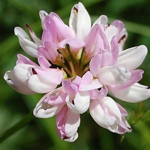  - Astragalus alpinus L. [1753]